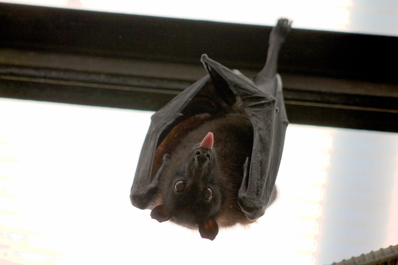 Black Bat Flower