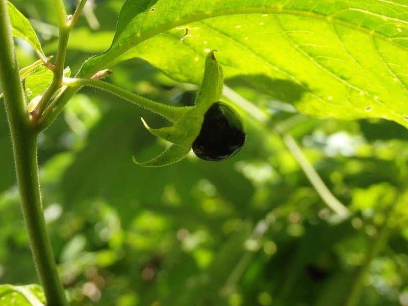 Belladonna Berries