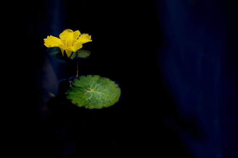 Blue Lotus Flower