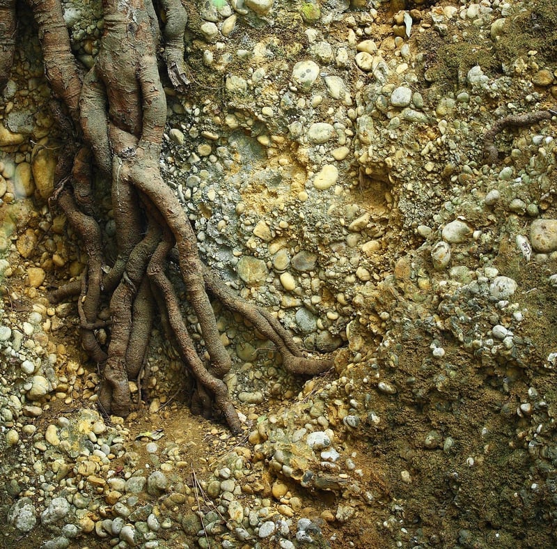 Mandrake Root